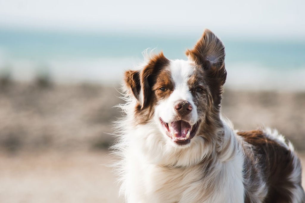 Best Dog Probiotics – Top Picks for Digestive & Immune Support